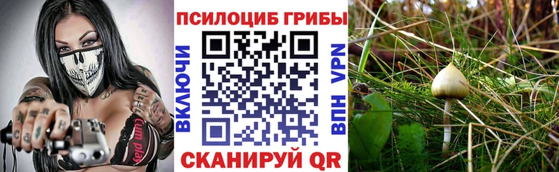 Псилоцибиновые грибы мицелий  закладки  Петрозаводск 